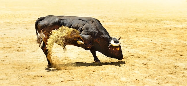 Bull waiting to charge