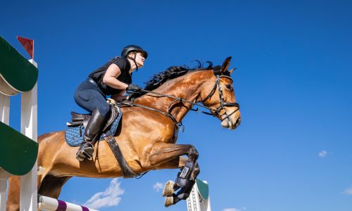 Title Image of Sport horse leasing: key legal and practical considerations for owners and riders
